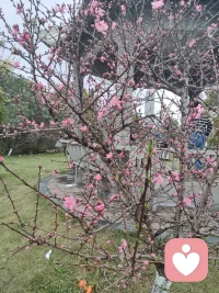 活着活着就明白了，这世间，无情人在演有情人，有情人在修无情道！中年以后最好的状态，就是销声匿迹，半隐半藏。除了赚钱和日常生活以外，不需要太多的社交和喧闹。就像杨绛先生说的：终不是那八面玲珑的人，讨不了四海八荒之喜，只落得围一炉寂静的烟火，与独处相安，与万事言和．配图