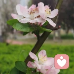 🪴小小植物园的头像