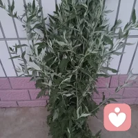 明日便是端午，今日备下艾草香粽。彩绳备好，静待佳节。忆屈子风骨，祈平安顺遂，愿往后岁岁无忧，百病不侵。配图