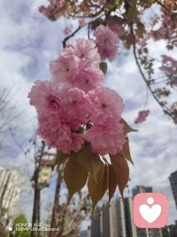 风掠过树梢把春天揉成碎金，落在刚抽芽的嫩草上，落在刚绽开的浅白花萼上，也落在人敞开的衣襟里。不是夏日灼人的滚烫，也不是冬日隔着玻璃的微薄，春日暖阳是刚刚好的温度，像把揉软的棉絮铺在肩背上，连带着血管里都漫开懒懒的惬意。 檐下的猫把肚皮翻过来，晒得胡须都微微耷拉，街边长椅上的老人摊开手，让阳光在掌纹里慢慢游走，连河边垂落的柳枝，都把新绿泡进暖光里，晃出满河星星点点的亮。深吸一口气，还能闻到阳光晒过青草的淡香，混着泥土的湿润气，全是春天醒过来的气息。就这么站着发会儿呆，所有紧绷的情绪，都被这温温柔柔的光一点点熨开了。