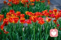 没人问我 累不累
眼泪流给 雪山背

我就是那朵 格桑花
风再大 也吹不垮
心里有痛 嘴里咽下
咬碎牙 也要开成花