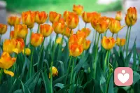 没人问我 累不累
眼泪流给 雪山背

我就是那朵 格桑花
风再大 也吹不垮
心里有痛 嘴里咽下
咬碎牙 也要开成花