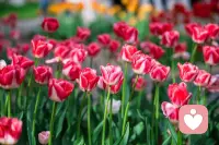 没人问我 累不累
眼泪流给 雪山背

我就是那朵 格桑花
风再大 也吹不垮
心里有痛 嘴里咽下
咬碎牙 也要开成花