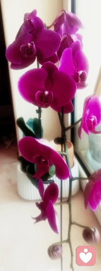 分享你的快乐，倾听你的心声，花开富贵静心灵，释放你的美丽，让懂你的人更懂得珍惜和欣赏。