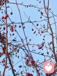 无分别是什么意思？粗略的来说—无分别基本上是不做判断，你所要做的只是看着，不要摄入，不要动念，看着念头，但忽视他们，不做判断。这也许只能保持非常短暂的片刻，但这只是看着什么都不做的片刻里，你已经体验到无分别，体验到智慧。
​——配图