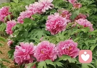 节气轮回，笔墨生花。春风留不住，夏日莫辜负。人生本无绝对安稳圆满，常怀淡然心境，便可笑对生活起落，看淡人间悲喜。春渐行远，夏日初长；风如有约，花开有期。立夏已至，春意渐敛，夏韵悠长。春日万物萌动，终酿成夏日生机蓬勃；初夏清风徐徐，自会吹来满怀期许与梦想。不妨自立夏启程，向阳而生，安稳度日。愿你我生如夏花，馥郁芬芳；珍惜当下光景，在盛夏里肆意绽放、向阳生长。请相信，所有默默付出与坚持，都在为美好铺路。往后岁月，美好自会如繁花盛放，不止于今夏，更在岁岁年年。趁夏意初起，奔赴心中热爱，拥抱属于自己的灿烂人生！🤟🏻🤞配图