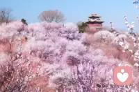桃花谷地香满园，
花开正茂美娇颜。
春来京城皆盛景，
溪水潺潺汇桃源。配图
