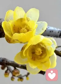 早春花色多为黄，
或许只因天尚凉。
腊梅花开迎春早，
才得满园一束香。配图