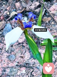 登高望远，心旷神怡，
每一步都是风景，每一程都是成长配图