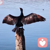 碧水蓝天映湖光，群鸟嬉戏逐云祥。放飞自我调节情感，回归自然。配图