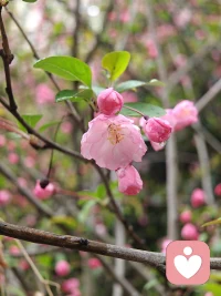 山河无恙，春意渐浓，人间值得。