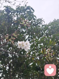 把烦恼丢进春风里，跟着阳光一起发芽。