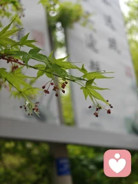  不是所有努力都有结果，但不努力一定没有。配图