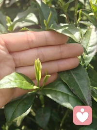 清明上春山⛰️