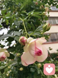 人们之所以苦恼，并非因为事情本身，而是因为人们对事物的看法。配图