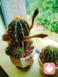 去年母亲节的绽放🌷，
是它给我的温柔回应；
今年的花苞🌱，
是时光给我的惊喜。[爱心]配图