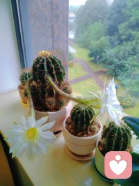 谁能想到，浑身是刺的它，也会开出这么温柔的花。配图