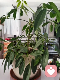 新人入驻，还不太了解具体操作。但有一颗火热的心，也考取了心理咨询师证书。
喜欢在这里倾听每一份心情！你慢慢说，我静静听！