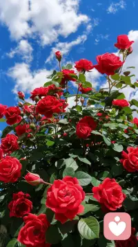 你不要急，没有一朵花从一开始就是花！也不要嚣张，没有一朵花到最后还是花！我将玫瑰藏于身后，风起花落，从此鲜花赠自己，纵马踏花向自由。在心里种花，人生才不会荒芜。如果命运是世上最烂的编剧，那你就要去做你自己人生最好的演员。成年人的生活万般皆苦，唯有自渡。活着就要开山见山，遇水架桥！其实能陪着你的，永远都是那个了不起的自己❤️