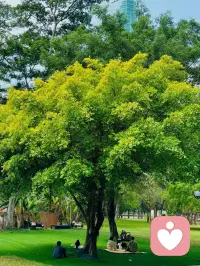 🌳配图