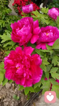 亲爱的们，您不是有心理问题，更不是有心理病，而是，有心理的伤。
​
​有的伤，结了厚厚的疤痕，除了难看些，对生活影响不大；
而有些疤，反复发炎，得找个专业人士“消炎和包扎”[加油]
​
​说不定，还能把伤“画”成一朵美丽的花，灿烂、芬芳，还能让人心旷神怡，赏心悦目呢[笑脸]
​活出人生另一条风景线，
​只要敢面对自己课题，
课题就成了“智慧之源”；
​只要敢聆听内心，
​内心就陪你“活成爱本身”！
因你原本具足，
愿每个人都像花一样绽放自己