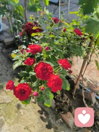 倾听师/不问对错，只听心事。接的所有情绪，给你一段安心倾诉的时光✨配图