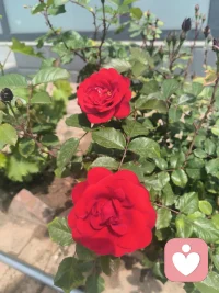 我是倾听师🌿不评判、不催促、不灌输道理，只安静接住你的情绪，守护每一份无处安放的心情。配图