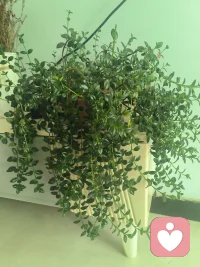 倾听师没有万能解药，只用认真倾听，让无处安放的情绪找到落脚之处。配图