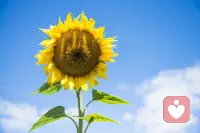 世界是我们的心呈现的样子。