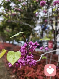 乖乖，我们不应该看到别人发光就觉得自己暗淡无光，你可以是花朵，也可以是叶子，可以是红色，也可以是黄色，如果你乐意的话，可以是千千万万。配图
