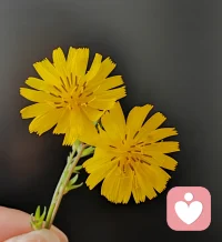 心向暖阳，无惧风霜。