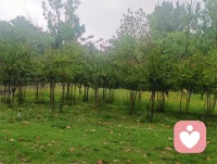 雨落尽，风渐柔，那些困住我的情绪，随乌云散去。原来一段感情的天晴，是放过自己，也放过过往。配图