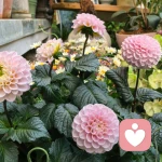 暖意照耀🐌的头像