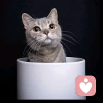 快乐招财猫的头像