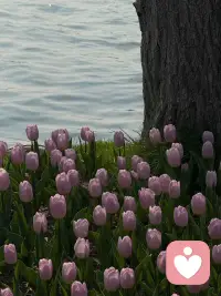 情绪不被看见，身体就会替你记住；长期压抑，终会化作躯体的病痛

很多人都误以为，委屈、怨恨、愤怒、羞耻这些负面情绪，只要忍一忍、压一压，就会烟消云散。
但心理学早已印证：情绪从不会凭空消失，那些未被表达、未曾安放的感受，只会悄悄潜入身体，最终以病痛或躯体化症状，悄悄反噬你的健康。

不少人常年身体莫名不适，反复检查却查不出任何器质性病变，究其根源，其实是长期压抑的情绪，早已在身体里扎了根。

一、什么是情绪躯体化？心理学的专业解读

情绪躯体化，是个体将心理痛苦、压抑情绪转化为身体症状的心理防御机制。
简单来说：心里的话难以说出口，身体就会替你发声；情绪的痛无处宣泄，身体就会替你承受。

当委屈、愤怒、羞耻等情绪被强行压制，无法通过语言或行为合理释放时，潜意识便会将这些情绪能量转移至身体器官，引发莫名疼痛、持续不适，甚至慢性病症。
这绝非矫情，更不是装病，而是心理创伤的躯体表达，是身心向你发出的求救信号。

二、4种被压抑的核心情绪，最易化作躯体病痛

1. 压抑的委屈：郁结在肠胃，扰乱在睡眠

委屈是最常被压抑的情绪。被误解却不辩解、被亏待却不反抗、默默付出却不被看见，所有脱口而出的“我没事”“我不介意”，都是强行咽下的委屈。

心理学认为：肠胃被称为情绪的第二大脑，承载着所有“咽不下”的委屈与不甘。
长期压抑委屈，易引发胃痛、胃胀、消化不良，也会导致失眠多梦、睡眠浅易惊醒。明明饮食规律，却常年肠胃不适；夜深人静时，总被委屈的回忆纠缠，难以安然入眠。

2. 压抑的愤怒：堵塞在肩颈，影响着血压

愤怒是能量极强的情绪，若无法合理释放，便会转而向内攻击自己。
面对他人冒犯、不公对待，不敢发火、不愿起冲突，看似表面平和，实则内心早已翻涌不止。

压抑的愤怒，会让身体长期处于紧绷堵塞的状态。
常见表现为肩颈僵硬酸痛、偏头痛、血压波动、胸闷气短，总感觉胸口压着一块巨石，浑身紧绷无法放松，即便休息也难以缓解。

3. 压抑的怨恨：消耗免疫力，引发慢性痛

怨恨是长期积压的负面情绪，夹杂着不甘、记恨与执念，是对过往伤害的反复咀嚼。
放不下他人的过错，更不肯放过自己，将怨恨深埋心底，不愿释怀也不愿倾诉，任由负面情绪不断消耗自己。

持续的负面情绪会大量消耗身体能量，直接降低免疫力。
长期压抑怨恨，易出现反复感冒、持续乏力、关节疼痛、慢性炎症等问题，身体长期处于亚健康状态，即便精