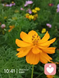 我常常因为拙劣的文笔配不上内心激荡的感受而保持沉默，该怎么形容这种感觉呢，我说不出来，大概是我善于感受，但拙于表达，我像是一座盛满细腻感知的孤岛，能感知道周围所有流动的情绪，但却始终无法将内心翻涌的波澜递向外界，不是所有的感受都能够用准确的文字去表达，于是有了词不达意，我想，我大概是一个很无聊的人吧。配图