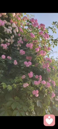 生活是枯燥的，
快乐是自己给的
愿我们
都能在鸡零狗碎的日子里
找到属于自己的快乐