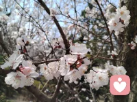 研究表明，长期在急躁、高压、充满压力的家庭或成长环境里长大的孩子，其大脑神经系统出现了显著的差异：
生理层面： 他们的杏仁核（大脑的情绪警报中心）增大且异常活跃，这意味着他们的大脑时刻处于「高度警戒」的战斗或逃跑状态。与此同时，他们的前额叶皮质（大脑的执行控制中心）发育受阻，导致他们更难控制冲动情绪、难以集中注意力。
心理层面： 这种高焦虑的状态，会渗透到他们成年后的工作、人际关系里，让他们疲惫不堪，痛苦不已。