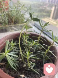 养花让人心静，因为花长的够慢，生化需要慢下来，看清路、看对人，慢慢积累的才够稳。