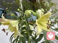 连续种了三年了，今年花开的最喜欢，时间是个好东西，可以让你忘记一切，也可以让你不断的复制粘贴你想要的，剩下的就是问问自己，当下的你想要忘记呢，还是想要复刻呢，都可以交给时间，做最好的自己，独一无二的自己，配图