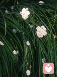你可以做茉莉、做雏菊、做无名小花，做千千万万。你不必成为谁的附庸，不必活在别人的期待里，你只需做你自己，在自己的节奏里，慢慢生长，静静芬芳。配图