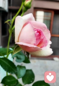 大半年年的时间，等待第一次开花