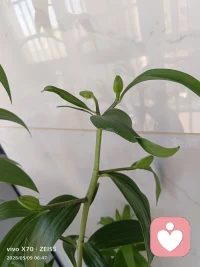 养这盆百合的时候，我也跟着它经历了一段等待的时光。
它不急不慢，先在土里悄悄扎根，再慢慢长高，直到攒够了力气，才把花苞捧出来。
 
很多时候我们的生活也是这样：
你不必逼自己立刻看到结果，那些默默努力的日子，都是在为未来准备。
如果你现在也觉得有点急、有点慌，别苛责自己，你只是还没到“开花”的时候而已。