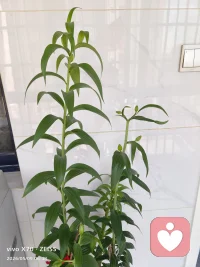 养这盆百合的时候，我也跟着它经历了一段等待的时光。
它不急不慢，先在土里悄悄扎根，再慢慢长高，直到攒够了力气，才把花苞捧出来。
 
很多时候我们的生活也是这样：
你不必逼自己立刻看到结果，那些默默努力的日子，都是在为未来准备。
如果你现在也觉得有点急、有点慌，别苛责自己，你只是还没到“开花”的时候而已。