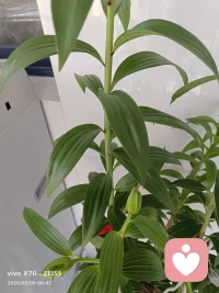 养这盆百合的时候，我也跟着它经历了一段等待的时光。
它不急不慢，先在土里悄悄扎根，再慢慢长高，直到攒够了力气，才把花苞捧出来。
 
很多时候我们的生活也是这样：
你不必逼自己立刻看到结果，那些默默努力的日子，都是在为未来准备。
如果你现在也觉得有点急、有点慌，别苛责自己，你只是还没到“开花”的时候而已。