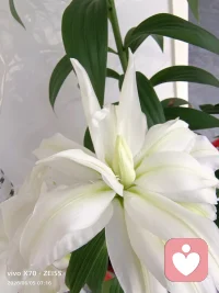 一花藏两面，一心含百态。
接纳内心的热烈与平和，慢慢与自己温柔相拥。
#心灵疗愈配图