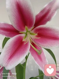 一花藏两面，一心含百态。
接纳内心的热烈与平和，慢慢与自己温柔相拥。
#心灵疗愈配图