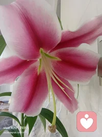 一花藏两面，一心含百态。
接纳内心的热烈与平和，慢慢与自己温柔相拥。
#心灵疗愈配图
