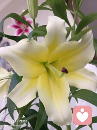 一花藏两面，一心含百态。
接纳内心的热烈与平和，慢慢与自己温柔相拥。
#心灵疗愈配图
