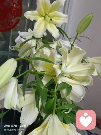 奶黄百合慢慢开，情绪也不必急着释怀
窗台的奶黄色百合次第舒展，有的完全盛放，有的还是紧紧闭合的花苞，没有哪一朵会被催促立刻绽放。